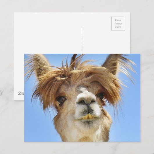 De gekke Alpaca van het Haar Briefkaart (Voorkant / Achterkant)