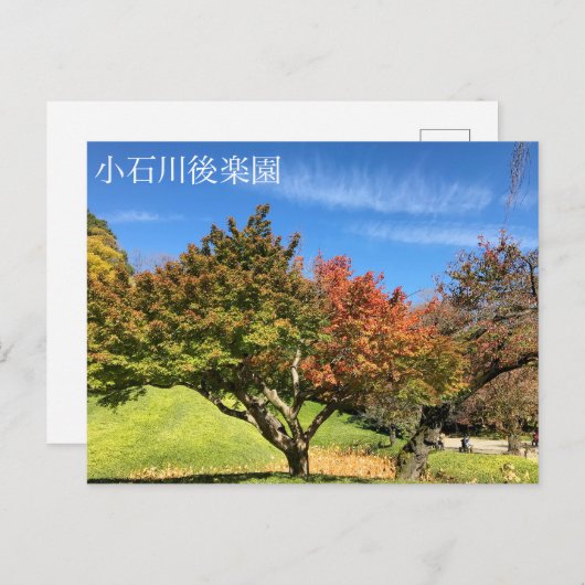 De gekleurde Maple-structuur in het najaar Briefkaart (Voorkant / Achterkant)