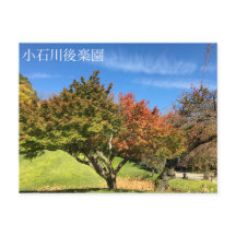 De gekleurde Maple-structuur in het najaar