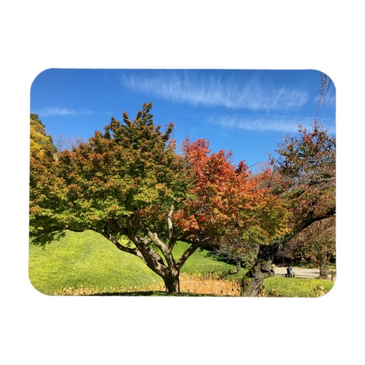 De gekleurde Maple-structuur in het najaar Magneet (Horizontaal)