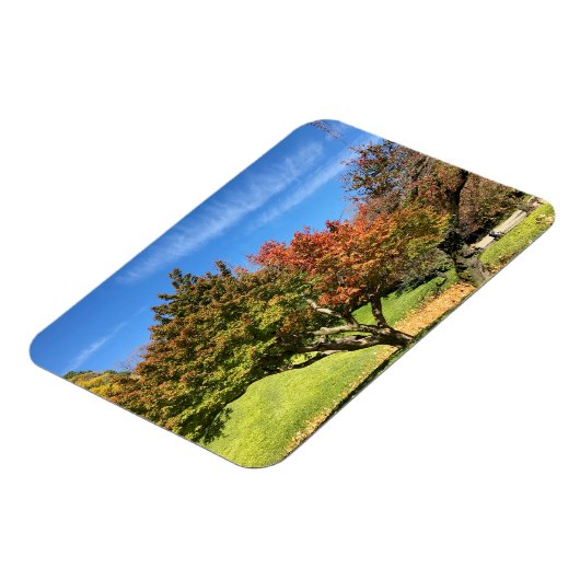 De gekleurde Maple-structuur in het najaar Magneet (Linkerzijde)