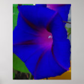 De gekleurde ochtendglorie poster (Voorkant)