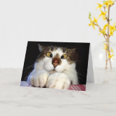 De gekruiste Eyed Verjaardag van de Kat en van het Kaart (Gele Bloem)