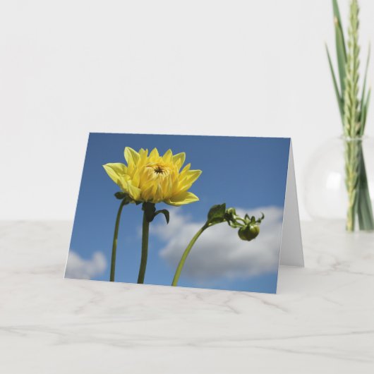 De gele bloem van de Dahlia in de zon Kaart (Voorkant)