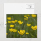 De gele Bloemen van de Boterbloem Briefkaart (Voorkant / Achterkant)