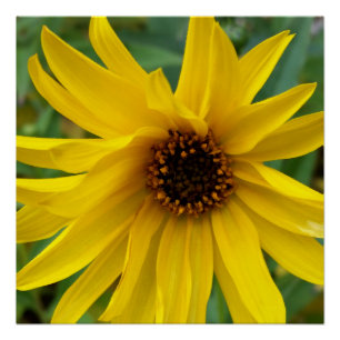 de gele bloemen van het najaar poster