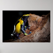 De gele en blauwe kikker van het vergif tpijltje poster (Voorkant)