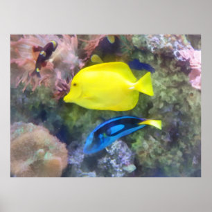 De gele en Blauwe Vissen van Tang Poster