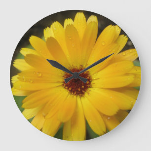De gele Klok van de Muur van de Goudsbloem Macro