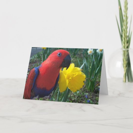 De Gele narcis van Eclectus -- Large Kaart (Voorkant)