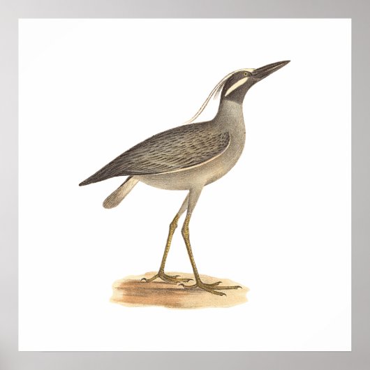 De Gele Night Heron (Ardea violacea) Poster (Voorkant)