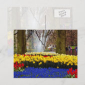 de gele tuinen van Keukenhof, Amsterdam, Nederland Briefkaart (Voorkant / Achterkant)