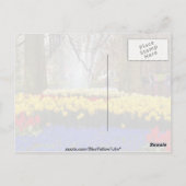 de gele tuinen van Keukenhof, Amsterdam, Nederland Briefkaart (Achterkant)