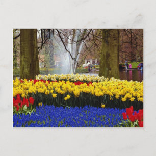 de gele tuinen van Keukenhof, Amsterdam, Nederland Briefkaart