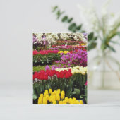 de gele tuinen van Keukenhof, Amsterdam, Nederland Briefkaart (Staand voorkant)