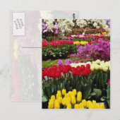 de gele tuinen van Keukenhof, Amsterdam, Nederland Briefkaart (Voorkant / Achterkant)
