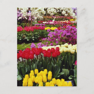 de gele tuinen van Keukenhof, Amsterdam, Nederland Briefkaart