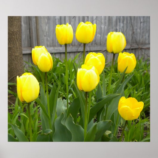 De gele Tulpen Poster (Voorkant)