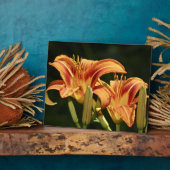 de geledingen van het gebied fotoplaat (Zijkant)