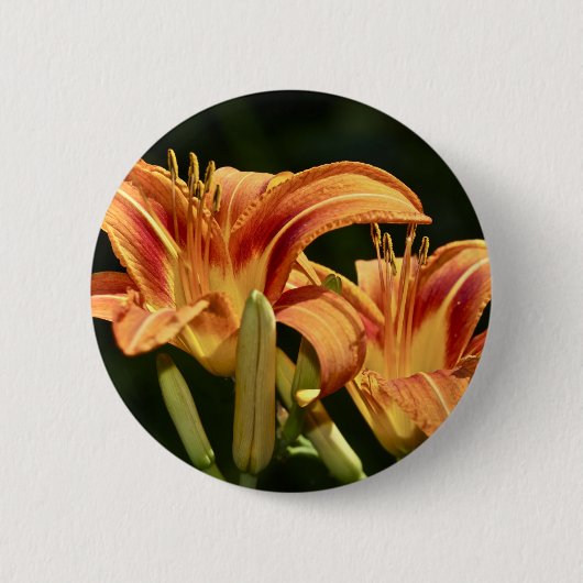 de geledingen van het gebied ronde button 5,7 cm (Voorkant)