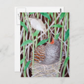 De gemeenschappelijke koekoek briefkaart (Voorkant / Achterkant)