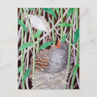 De gemeenschappelijke koekoek briefkaart