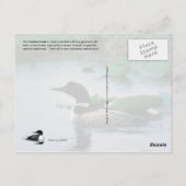 De gemeenschappelijke leoon die in Alaska nesteert Briefkaart (Achterkant)