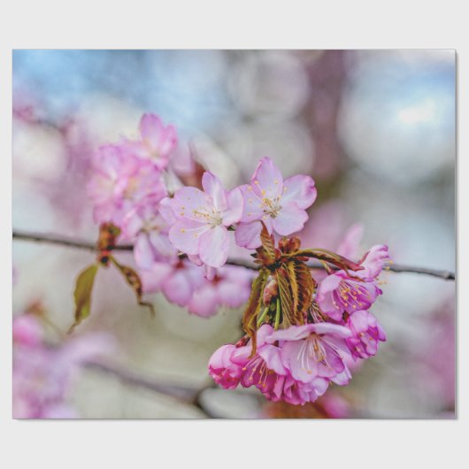 De gemuteerde schoonheid van Sakura Blossom Cadeaupapier (Vlak)