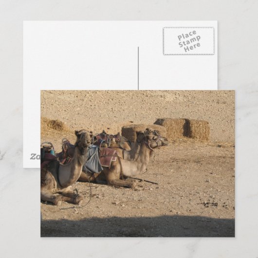 De Gepersonaliseerde Zitting van de kameel - Briefkaart (Voorkant / Achterkant)