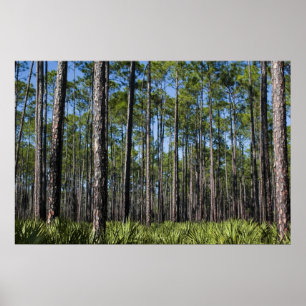 De geplante Pijnbomen en Druk van Palmetto van de Poster