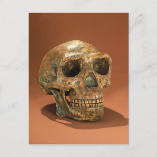 De gereconstrueerde schedel van het Man van de peu Briefkaart (Voorkant)