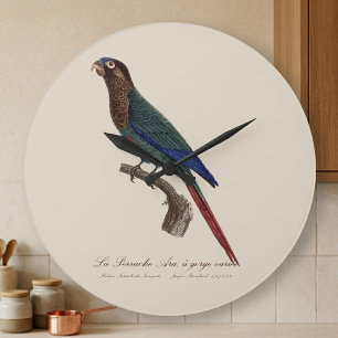 De geschilderde parkiet, Pyrrhura picta Grote Klok