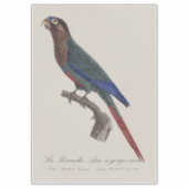 De geschilderde parkiet, Pyrrhura picta Sticker (Voorkant)