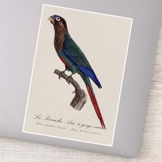 De geschilderde parkiet, Pyrrhura picta Sticker