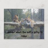 De gesneden tijger briefkaart (Voorkant)