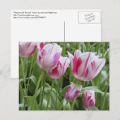 De Gestreepte Tulpen van de pepermunt Briefkaart (Voorkant / Achterkant)