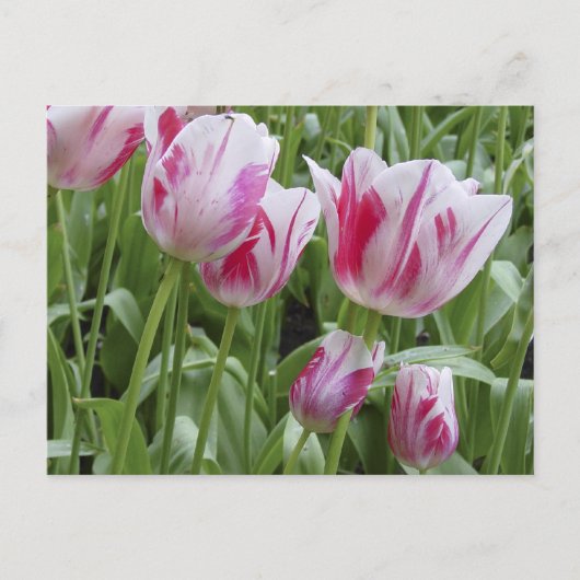 De Gestreepte Tulpen van de pepermunt Briefkaart (Voorkant)