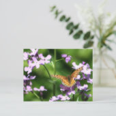 De gevarieerde one Butterfly-fotografie Briefkaart (Staand voorkant)