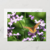 De gevarieerde one Butterfly-fotografie Briefkaart (Voorkant / Achterkant)