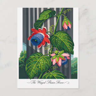 De gevleugelde passiebloem Botanische Kunst Briefkaart