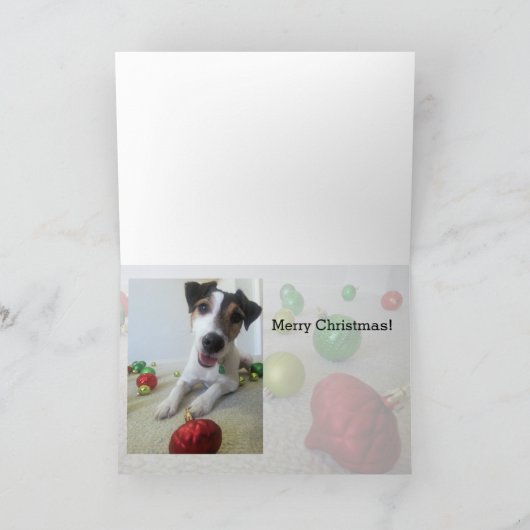 De geworpen kaart van Russell Terrier van de (Binnen)