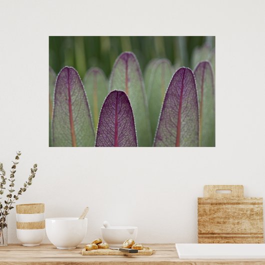 De Giant Lobelias | Rwenzoris Poster (Keuken)