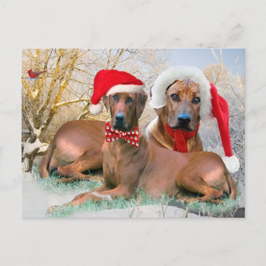 De Giften van Kerstmis van Ridgeback van Rhodesian Feestdagenkaart (Voorkant)