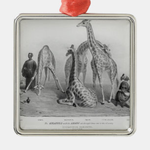 De Giraffes met de Arabieren Metalen Ornament