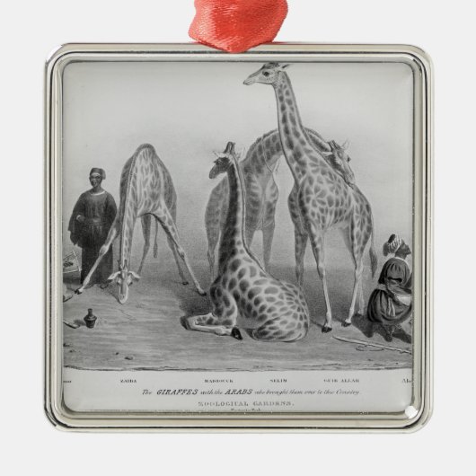 De Giraffes met de Arabieren Metalen Ornament (Voorkant)