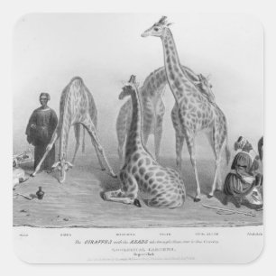 De Giraffes met de Arabieren Vierkante Sticker