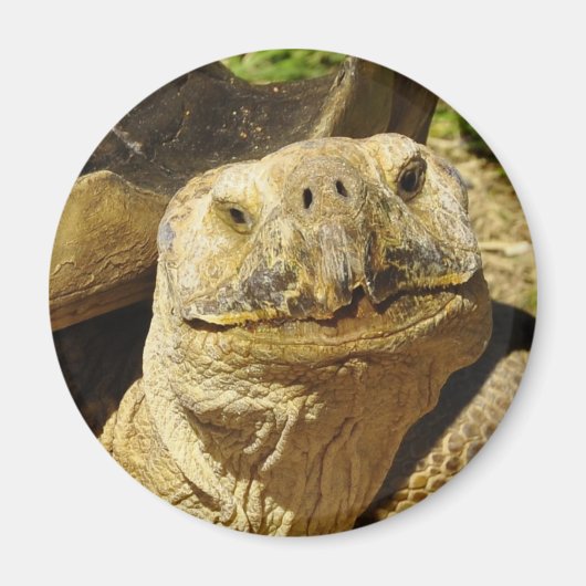 De glimlach van de schildpad magneet (Voorkant)
