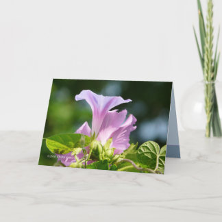 De glorie van de ochtend 1 kaart