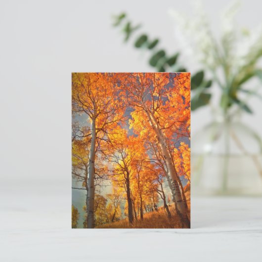 De Glorie van espen Briefkaart (Staand voorkant)