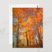 De Glorie van espen Briefkaart (Voorkant / Achterkant)